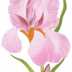 More information about "Iris flower free embroidery"