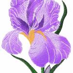 More information about "Iris small free embroidery"