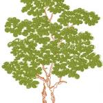 More information about "Tree free embroidery design"