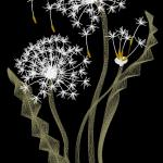 More information about "Dandelions free embroidery design"