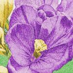 More information about "Crocuses photo stitch free embroidery design"