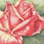 More information about "Rose photo stitch free embroidery design 2"