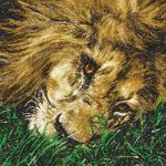 More information about "Lion photo stitch free embroidery design 2"