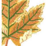 More information about "Leaf free embroidery"