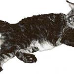 More information about "Big grey cat photo stitch free embroidery design"