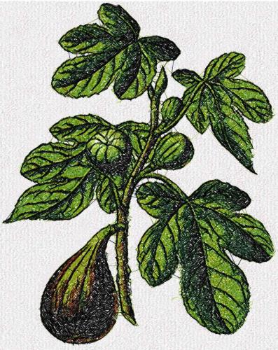 More information about "Figs photo stitch free embroidery design"