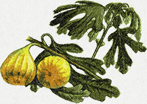 More information about "White figs photo stitch free embroidery design"