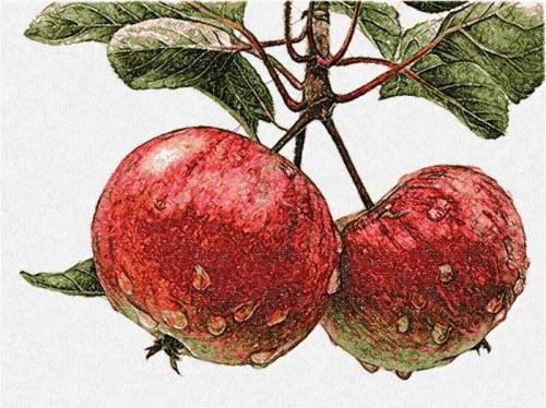 More information about "Apple photo stitch free embroidery design"