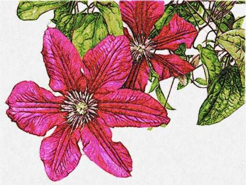 More information about "Clematis photo stitch free embroidery design"