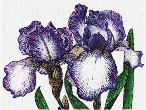 More information about "Flower-de-luce photo stitch free embroidery design"