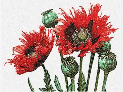 More information about "Poppies photo stitch free embroidery design 22"