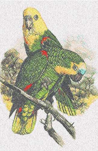 More information about "Parrots photo stitch free embroidery design"