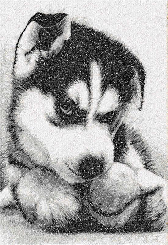 Husky Puppy Free Embroidery Design Free Embroidery Designs Links And