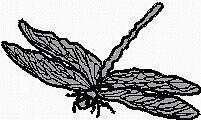 More information about "Dragonfly free embroidery design"