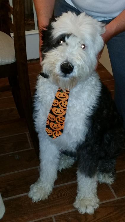 20150902_204521.thumb.jpg.685619ee35437d