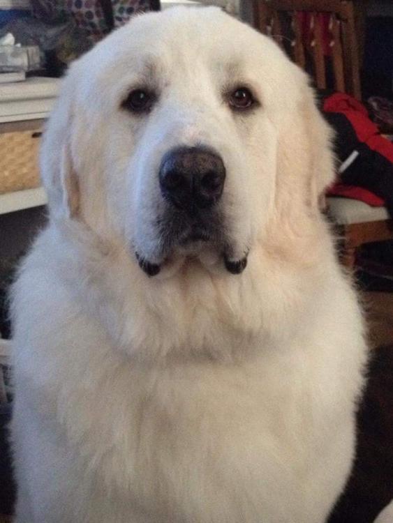 Great Pyrenees dog