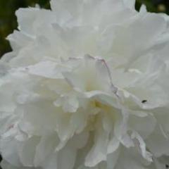 Mireille Evrard